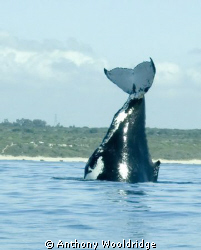 A Humpback whale doing a Headstand by Anthony Wooldridge 